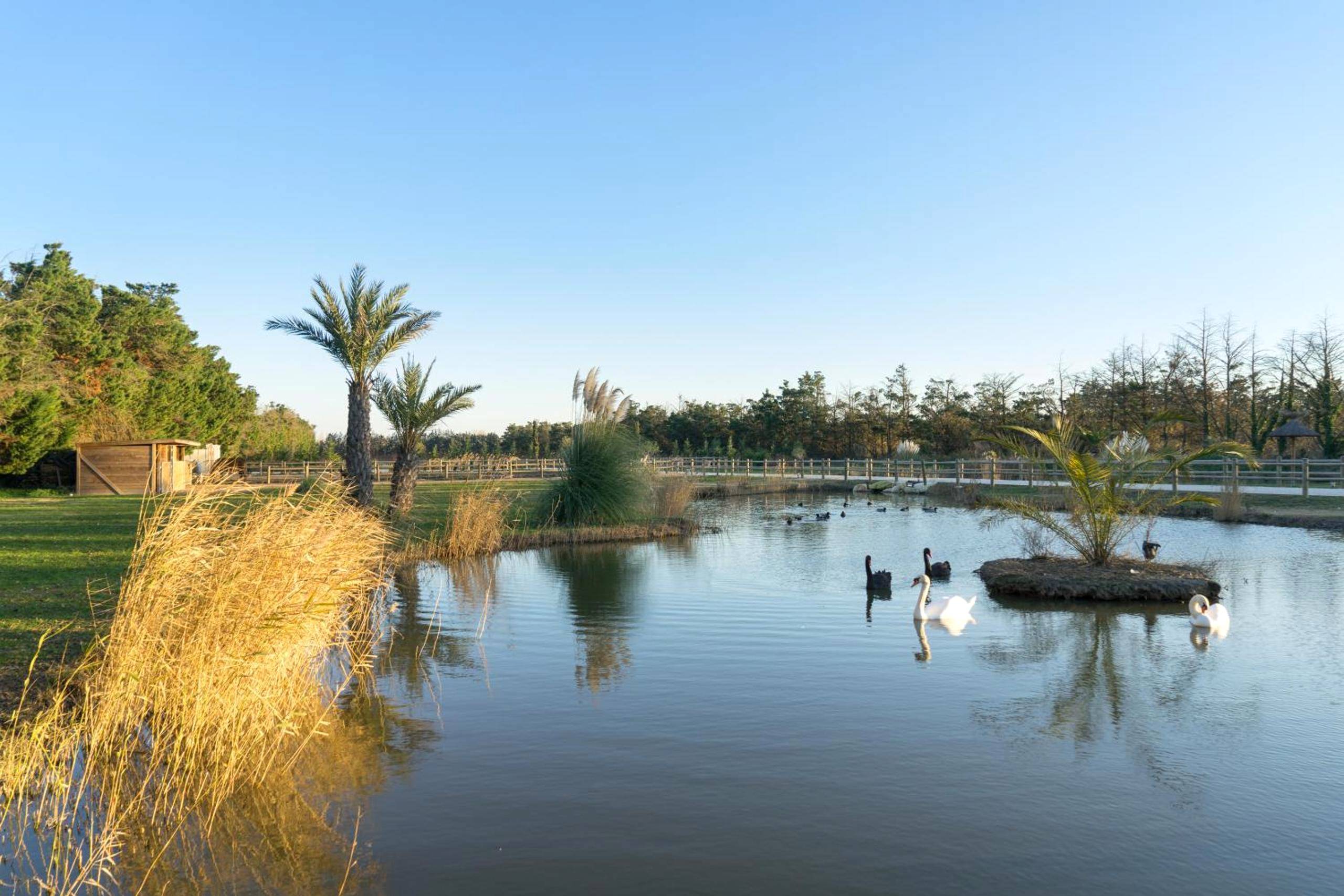 Photo du logement - Abri Cosy - Suite Romantique en Camargue