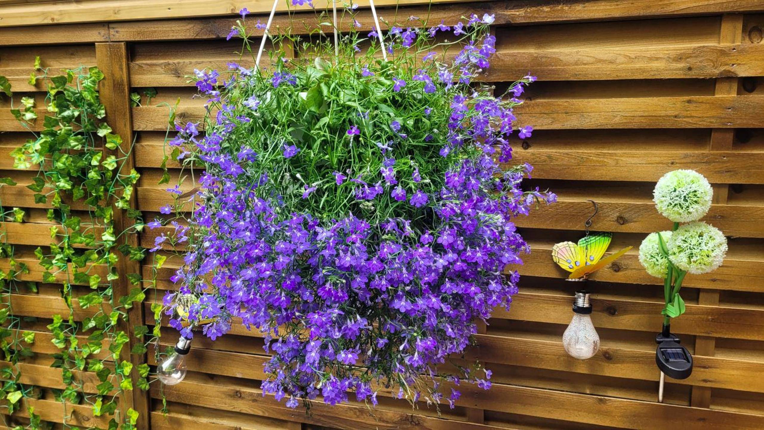 Photo du logement - La bulle romantique - Calais