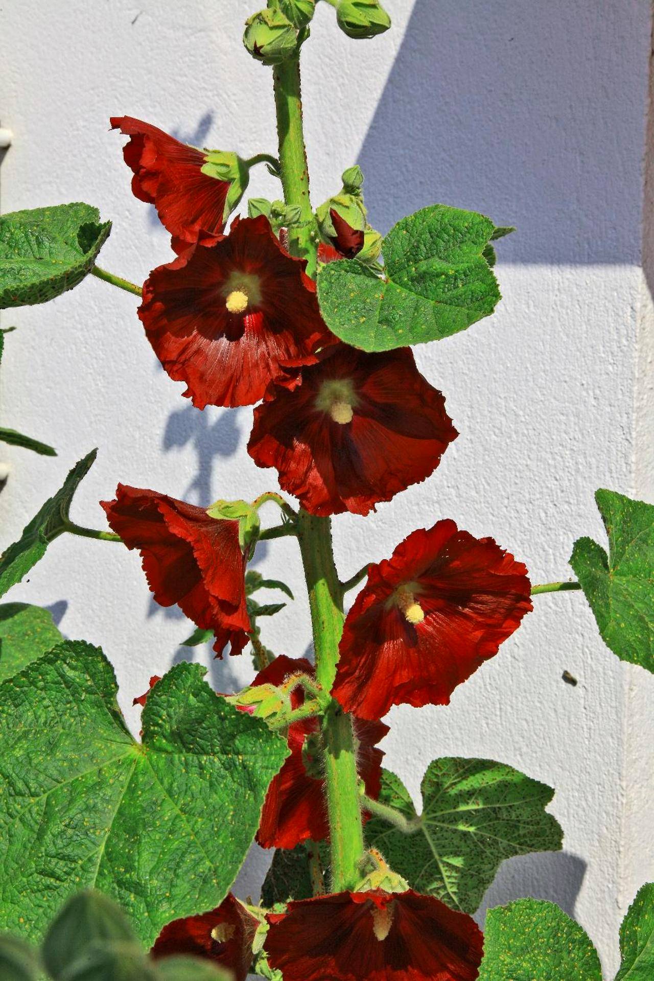 Photo du logement - La Chaize - Villa, Suites & Spa