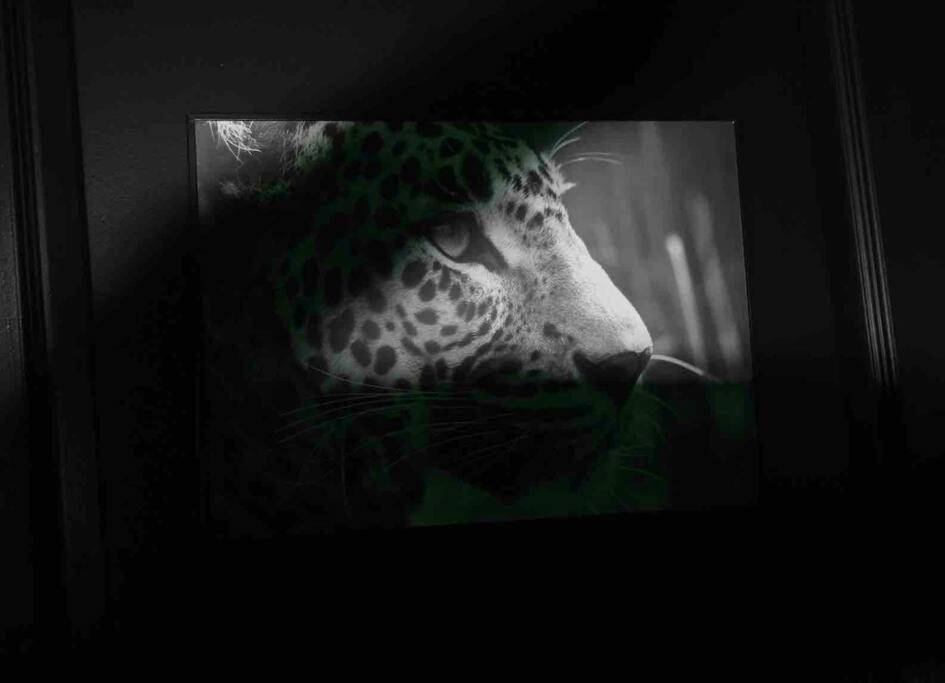 Vue du logement - The Jungle Senso