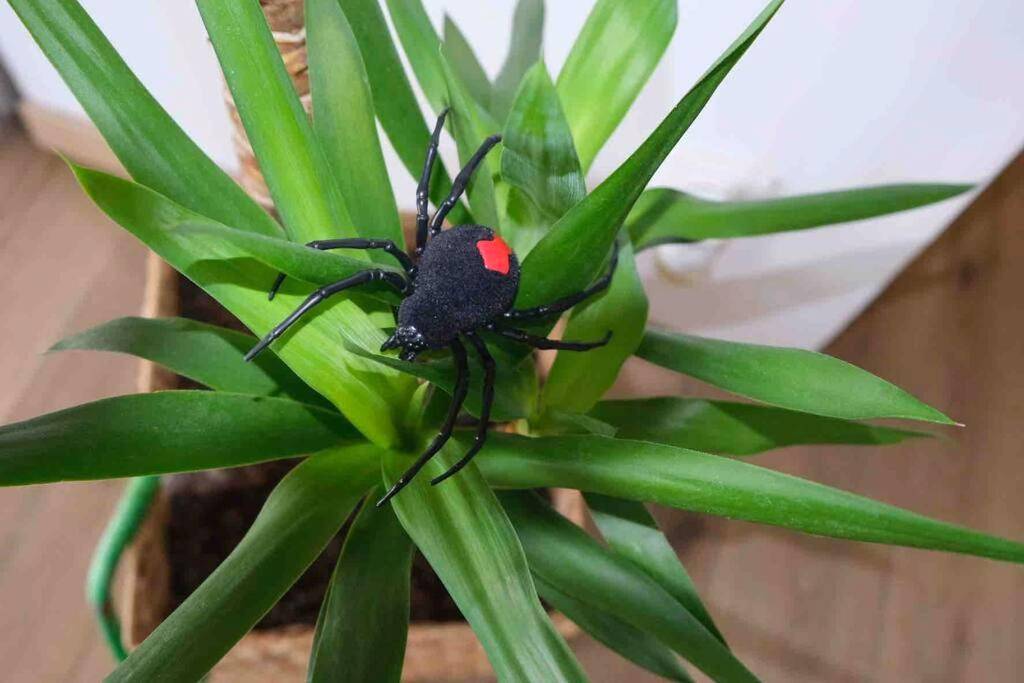 Vue du logement - The Jungle Senso