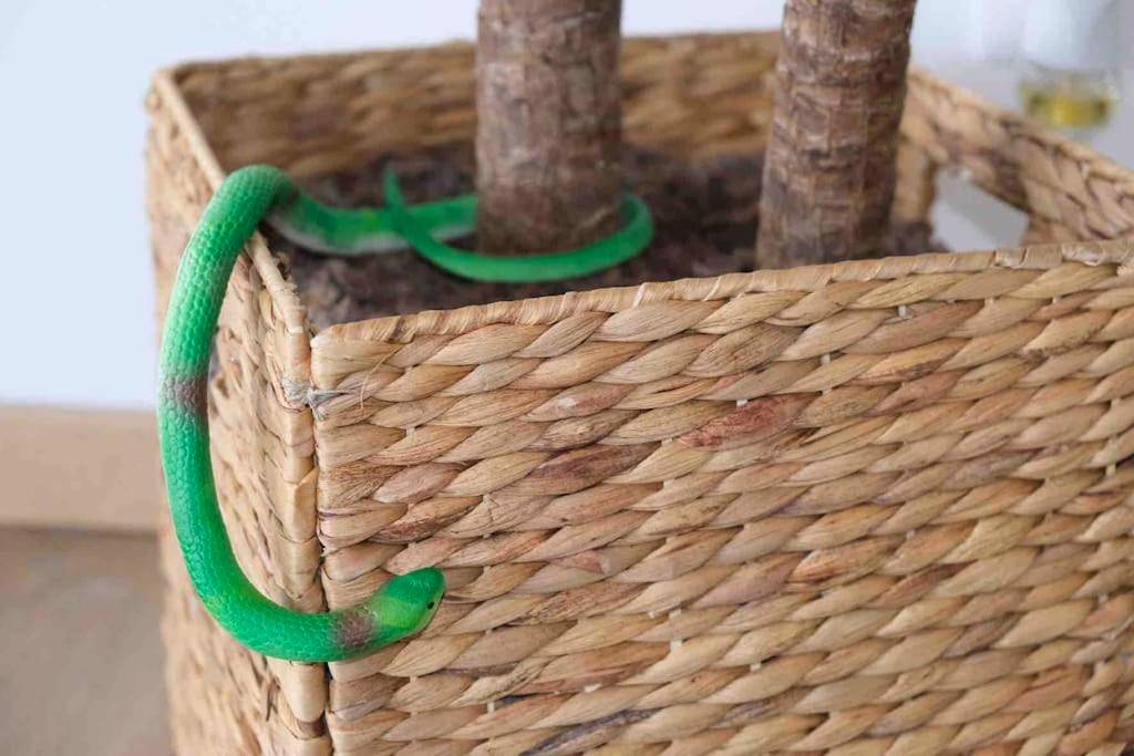 Photo du logement - The Jungle Senso