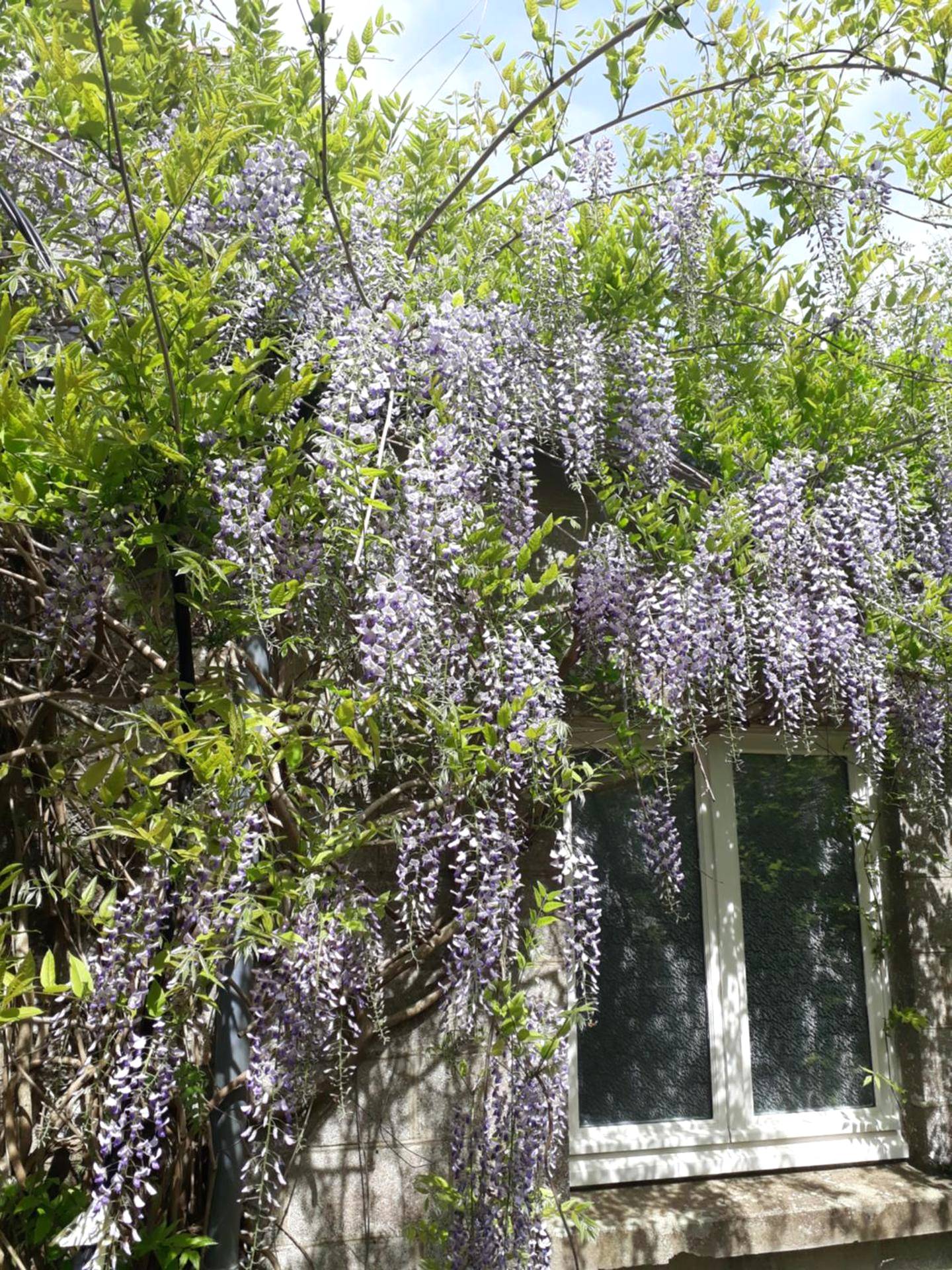 Photo du logement - la caliente - Saint - Ellier - du - Maine