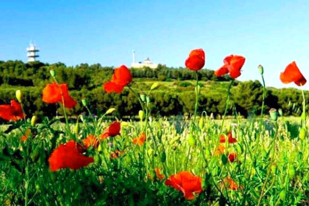 Photo du logement - Lovicéa Balnéo Suite, 200m plage - Tarbes