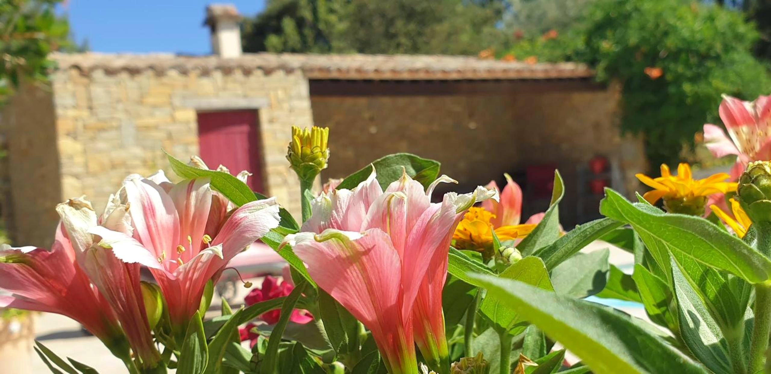 Photo du logement - Gîtes Mas des rochers - Romance tropicale avec Spa