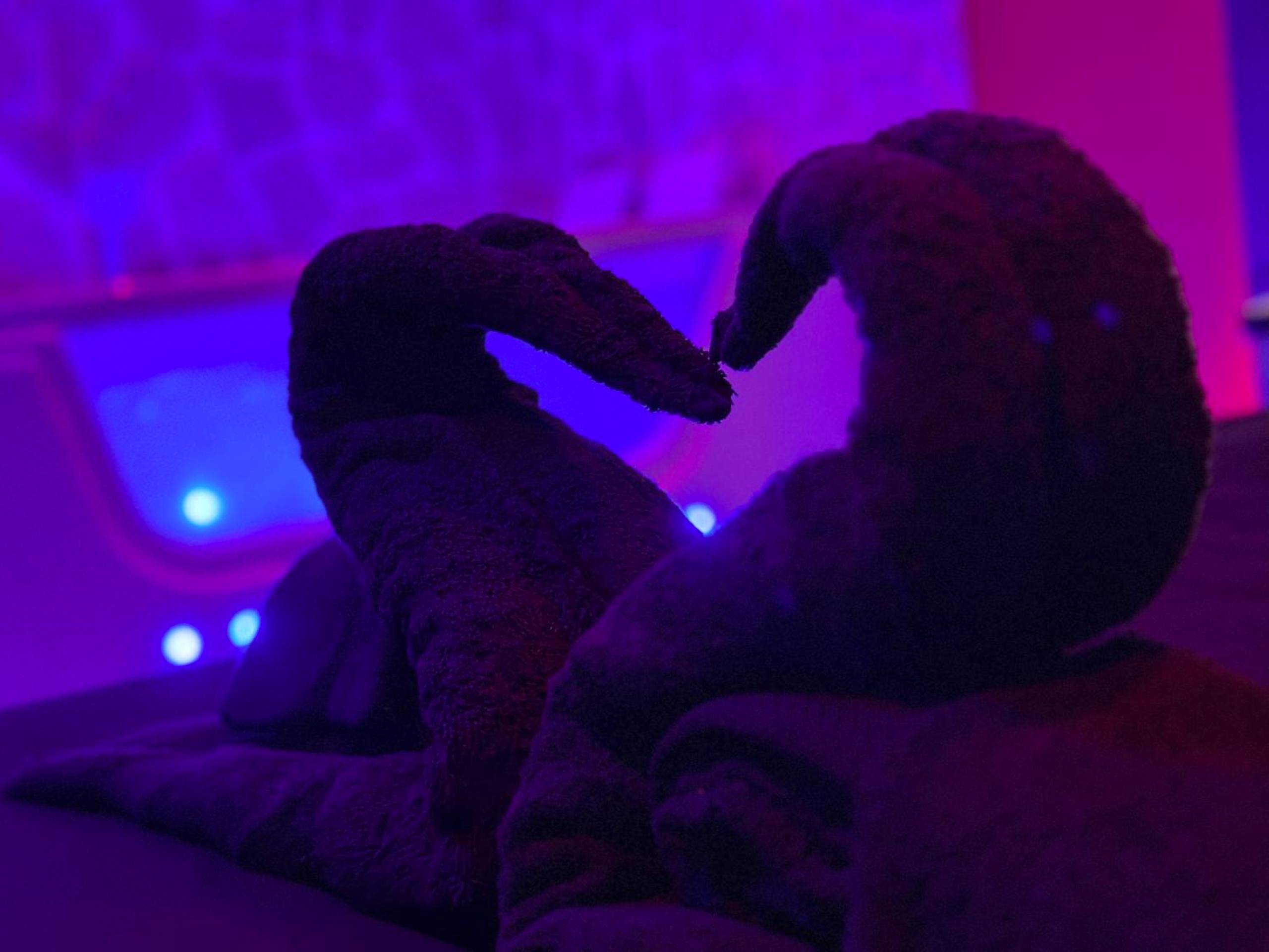 Photo du logement - Msroom