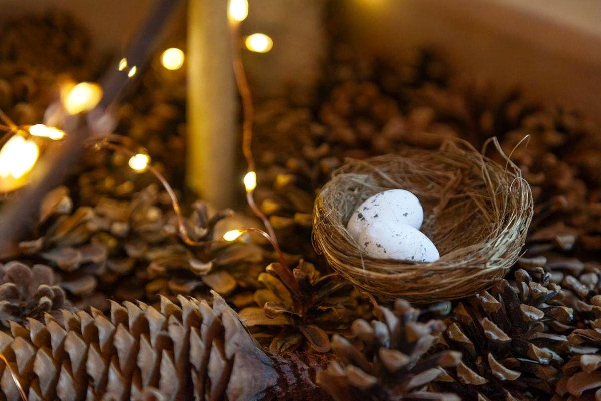 Photo du logement - Le Nichoir Cosy : Évasion Bien - être et Massage