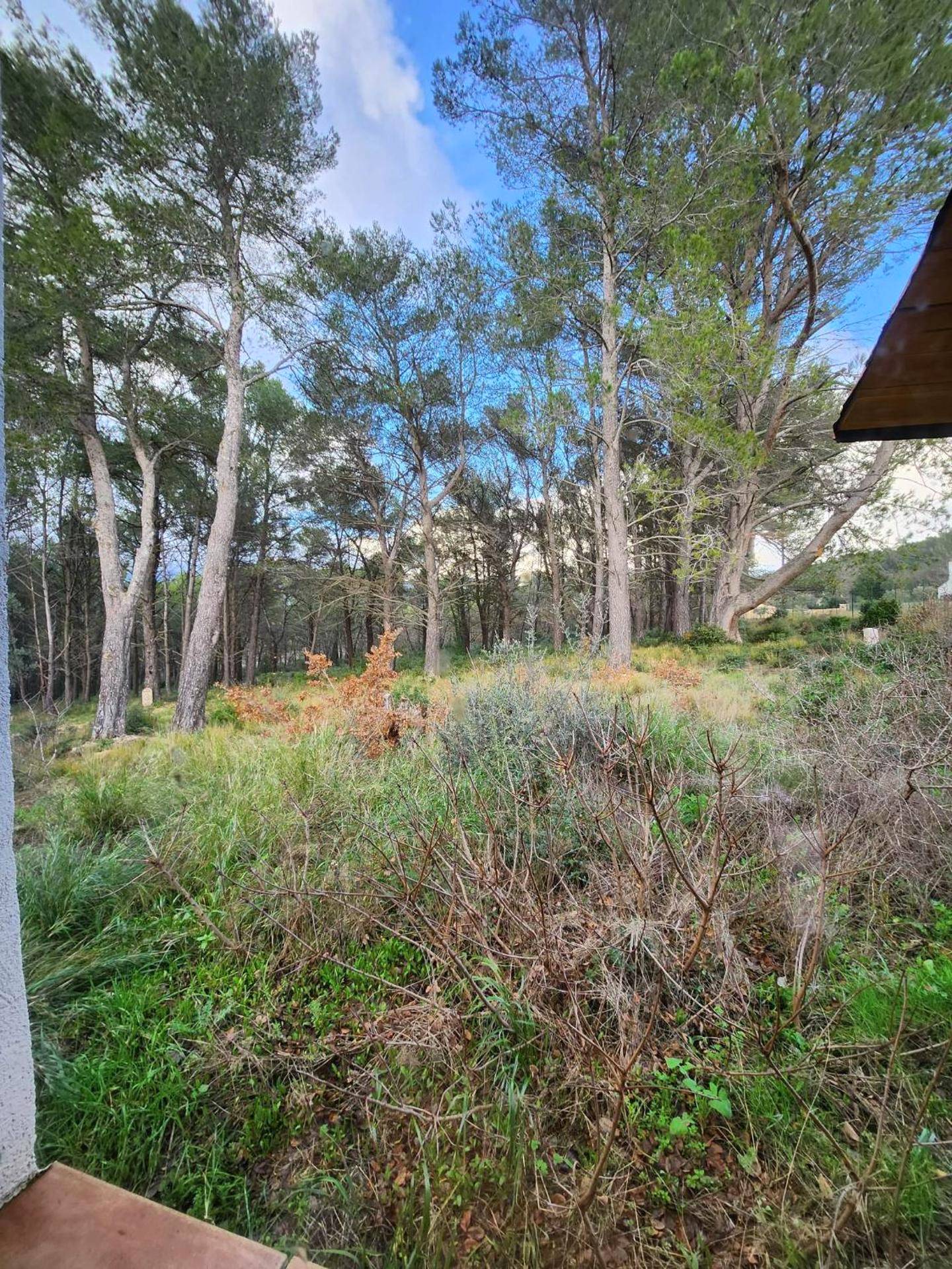 Vue sur la forêt de pins environnante - A l'Orée des pins - Gite et spa de 30 m2 - Options Home Cinéma, Romantique