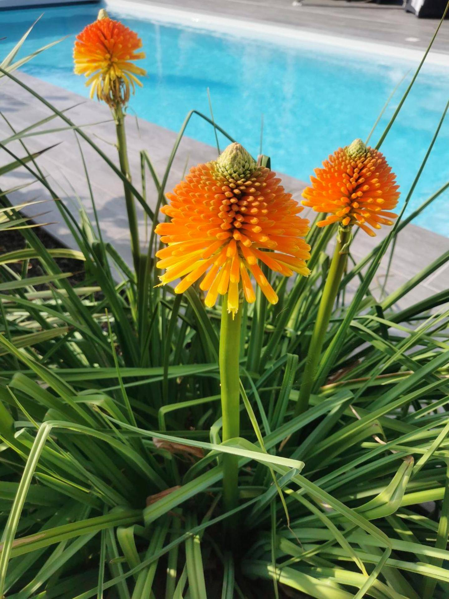Photo du logement - Logement cosy avec piscine et jacuzzi privatifs