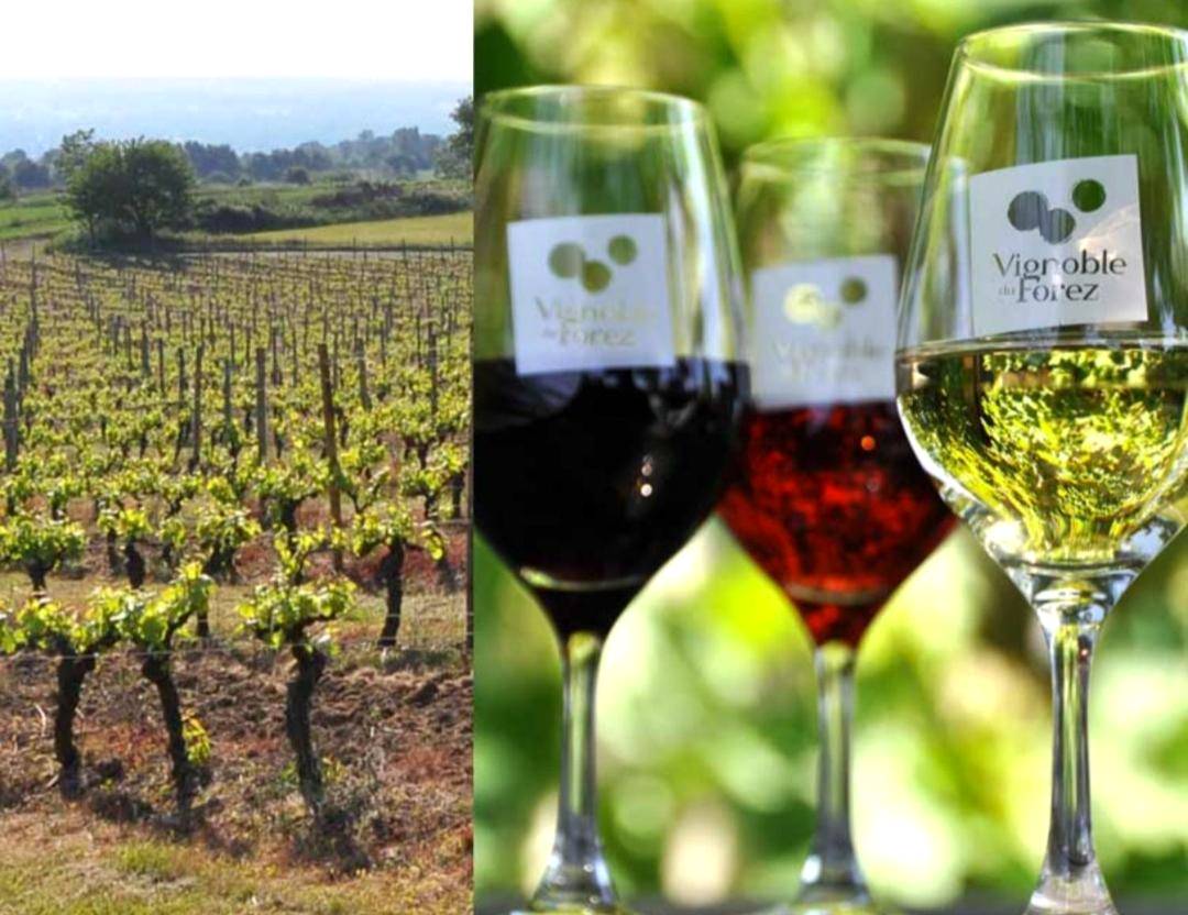 Vignoble et verres de vin de la région - PLAISIR DES SENS