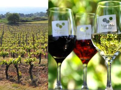 Vignoble et verres de vin de la région - PLAISIR DES SENS