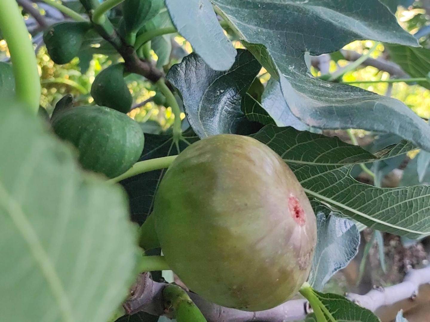 Zoom sur des figues dans le jardin - R luxury piscine et spa privatifs