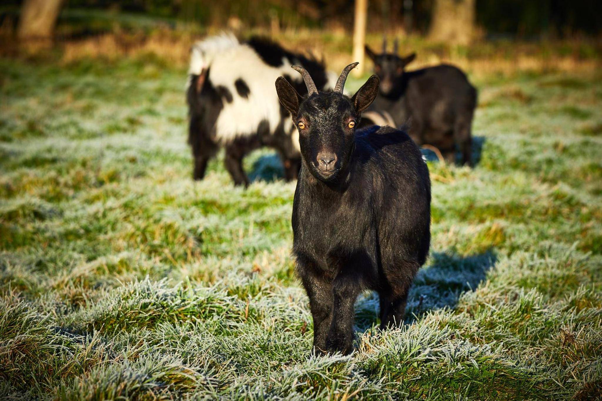 Photo du logement - LE REFUGE - Le Domaine Wambrechies