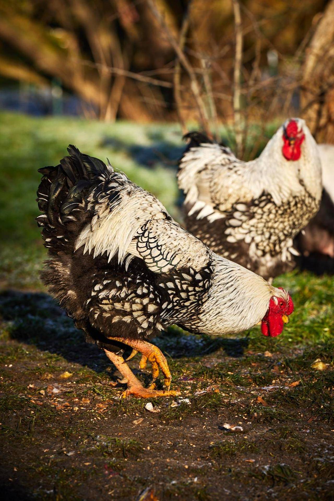 Photo du logement - LE REFUGE - Le Domaine Wambrechies - Wambrechies