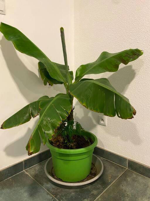 Photo du logement - ZenHouse SpaInsideOutside* * * * - Montbéliard